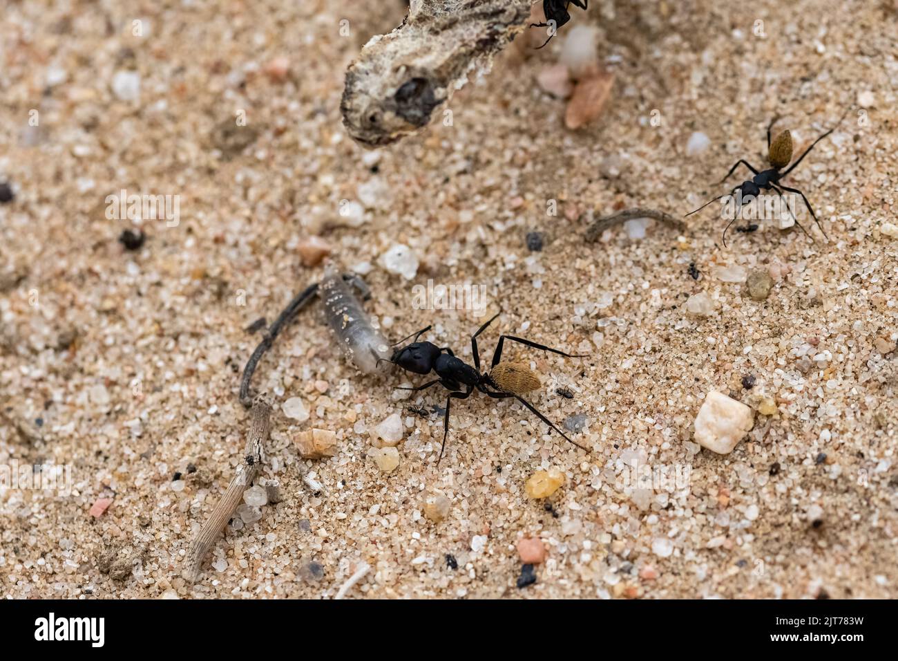 Namibien ant mangeant un ver, avec la tête d'un serpent mort, la vipère à cornes sahariennes, en arrière-plan, le cycle de vie Banque D'Images