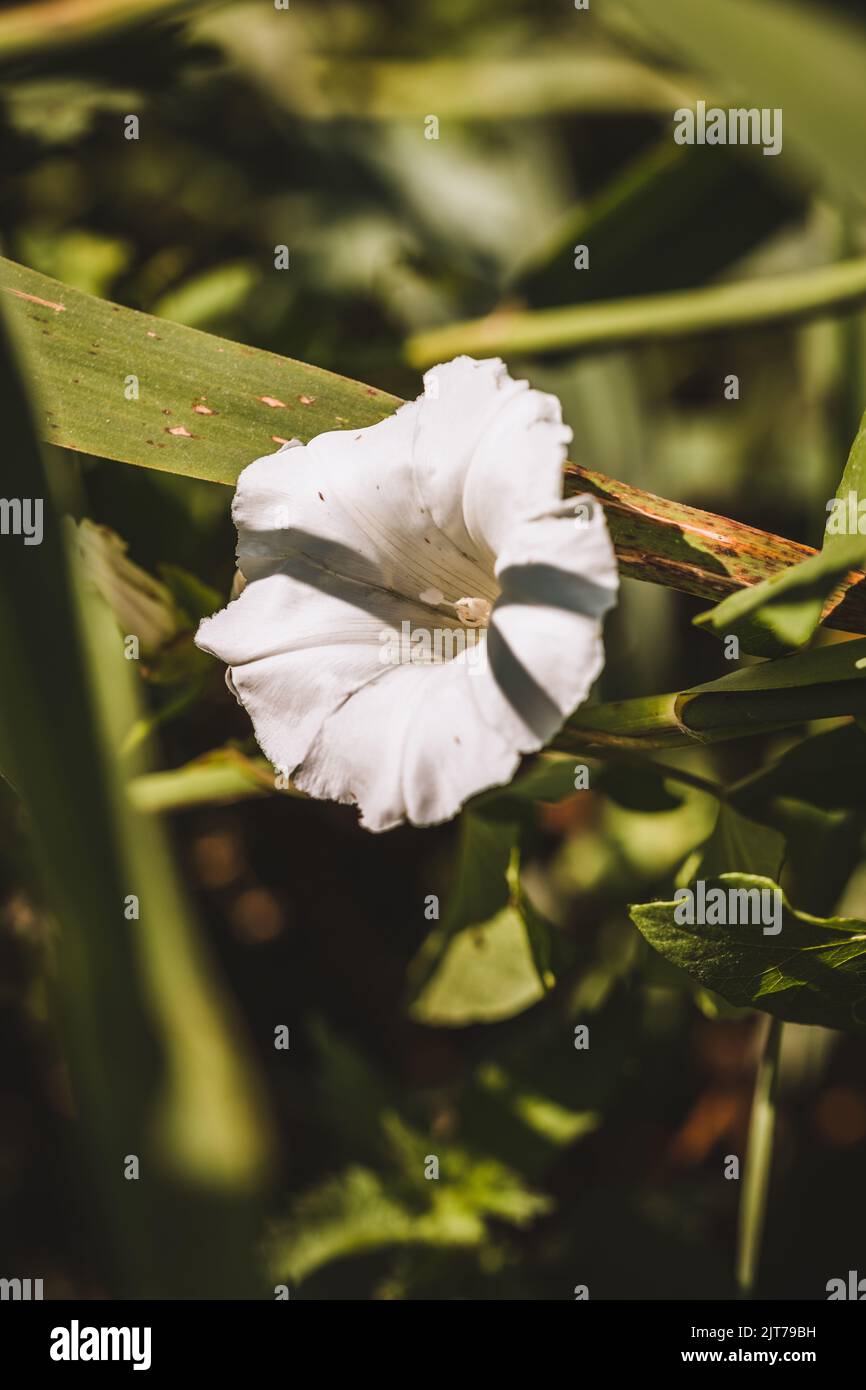 Fleur blanche du jardin, Royaume-Uni Banque D'Images