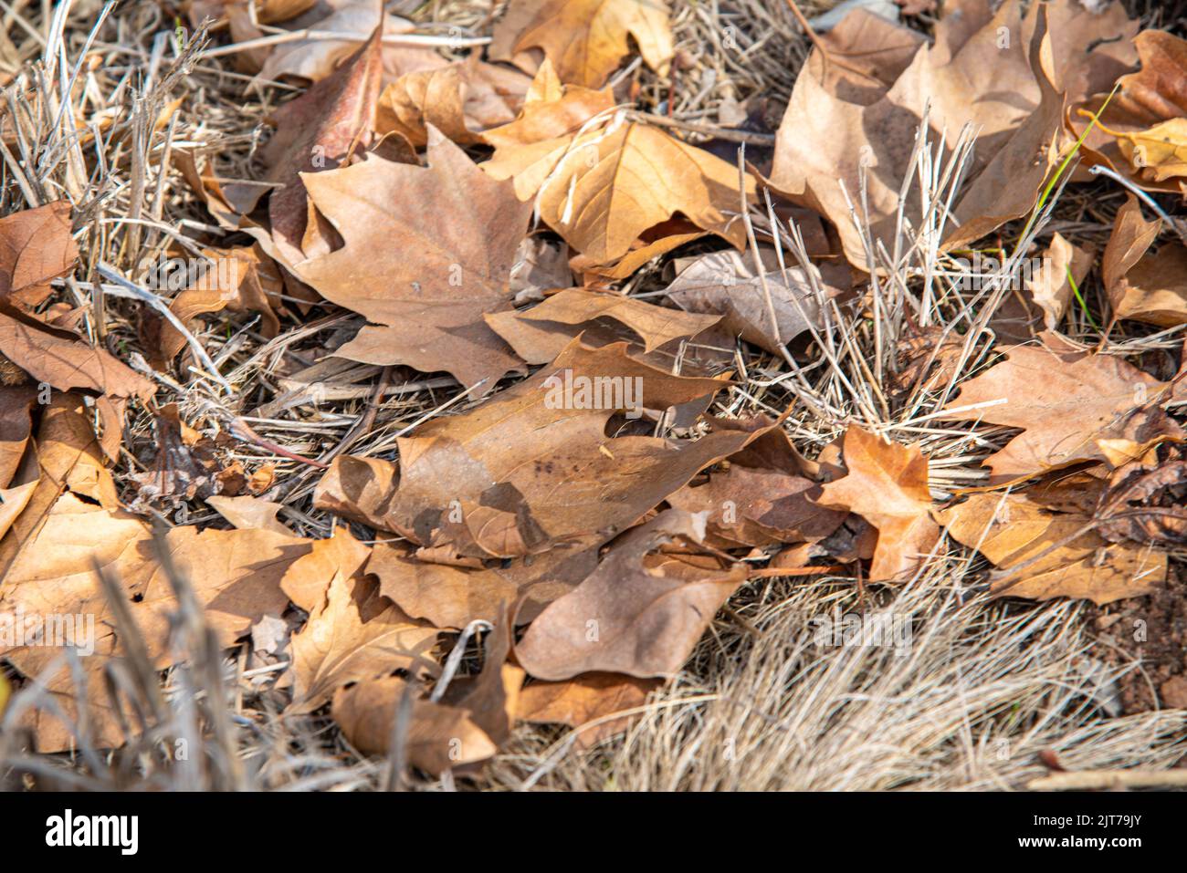 Feuilles séchées de Platanus x hispanica. Les arbres planaires sont des arbres du genre Platanus, typiques des climats subtropicaux et tempérés. Ils sont communs dans t Banque D'Images