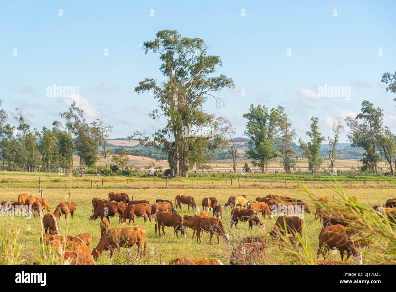Vastes champs de reproduction de bovins de boucherie dans l'État de Rio Grande do Sul, Brésil. Ferme d'élevage de bovins. Production de nourriture pour la consommation humaine. Rural Banque D'Images