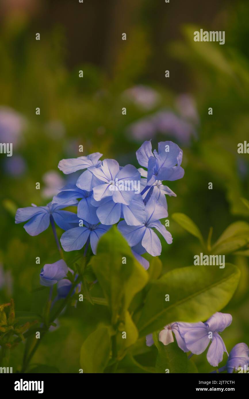 Plumbago auriculata fleur également connue sous le nom de cape leadwort, plumbago bleu ou Cape plumbago qui cultivaient comme plante ornementale. Mise au point sélective utilisée. Banque D'Images