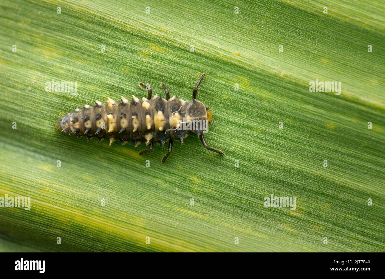 Macro photo des larves de coccinelle aussi connu sous le nom de coccinelle de Ladybird sur la feuille de canne à sucre il important insecte pour la culture agricole de vérifier la population. Banque D'Images