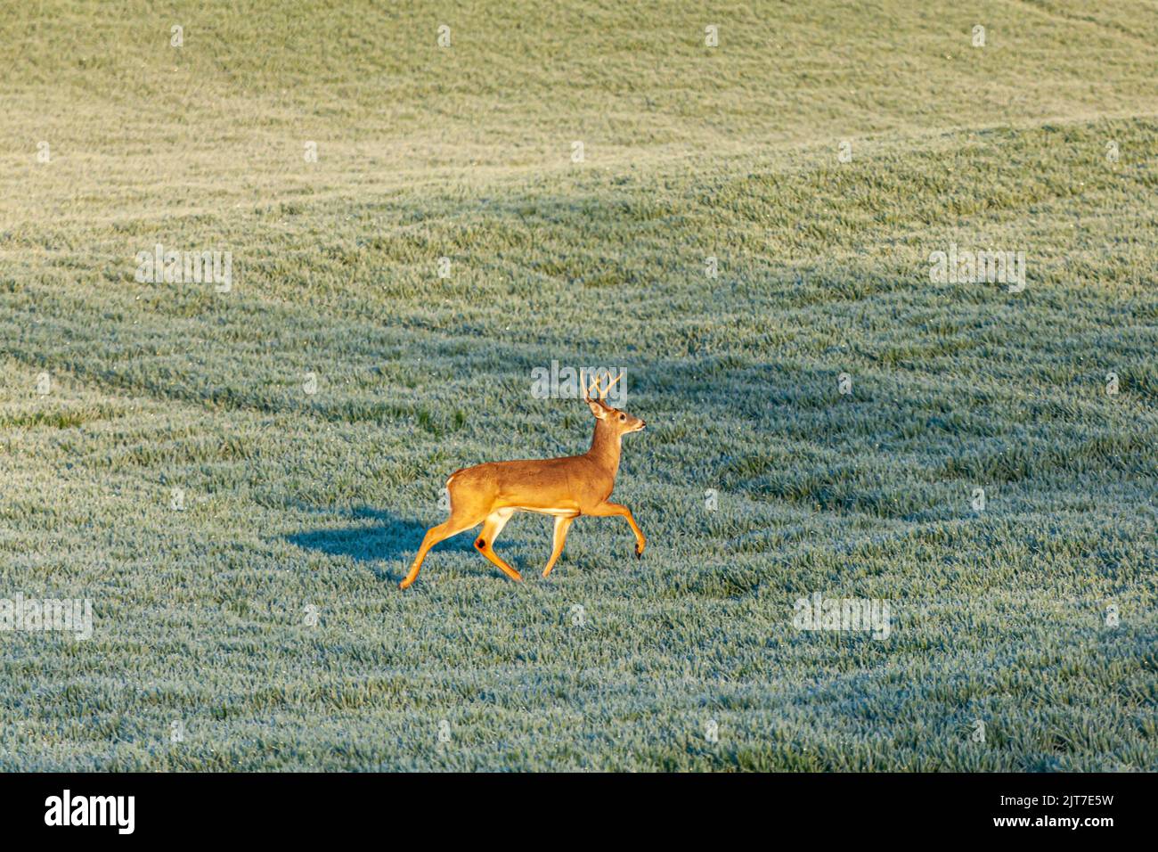 Un magnifique cerf de Virginie se tenant dans un champ d'herbe par une journée ensoleillée Banque D'Images