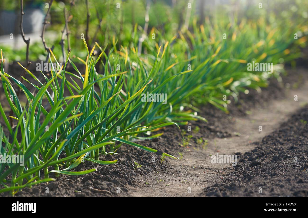 Pousses d'ail vertes poussant dans un potager Banque D'Images