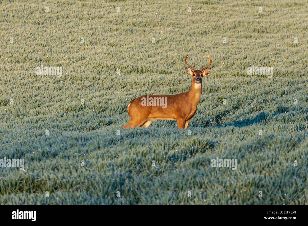 Un magnifique cerf de Virginie se tenant dans un champ d'herbe par une journée ensoleillée Banque D'Images