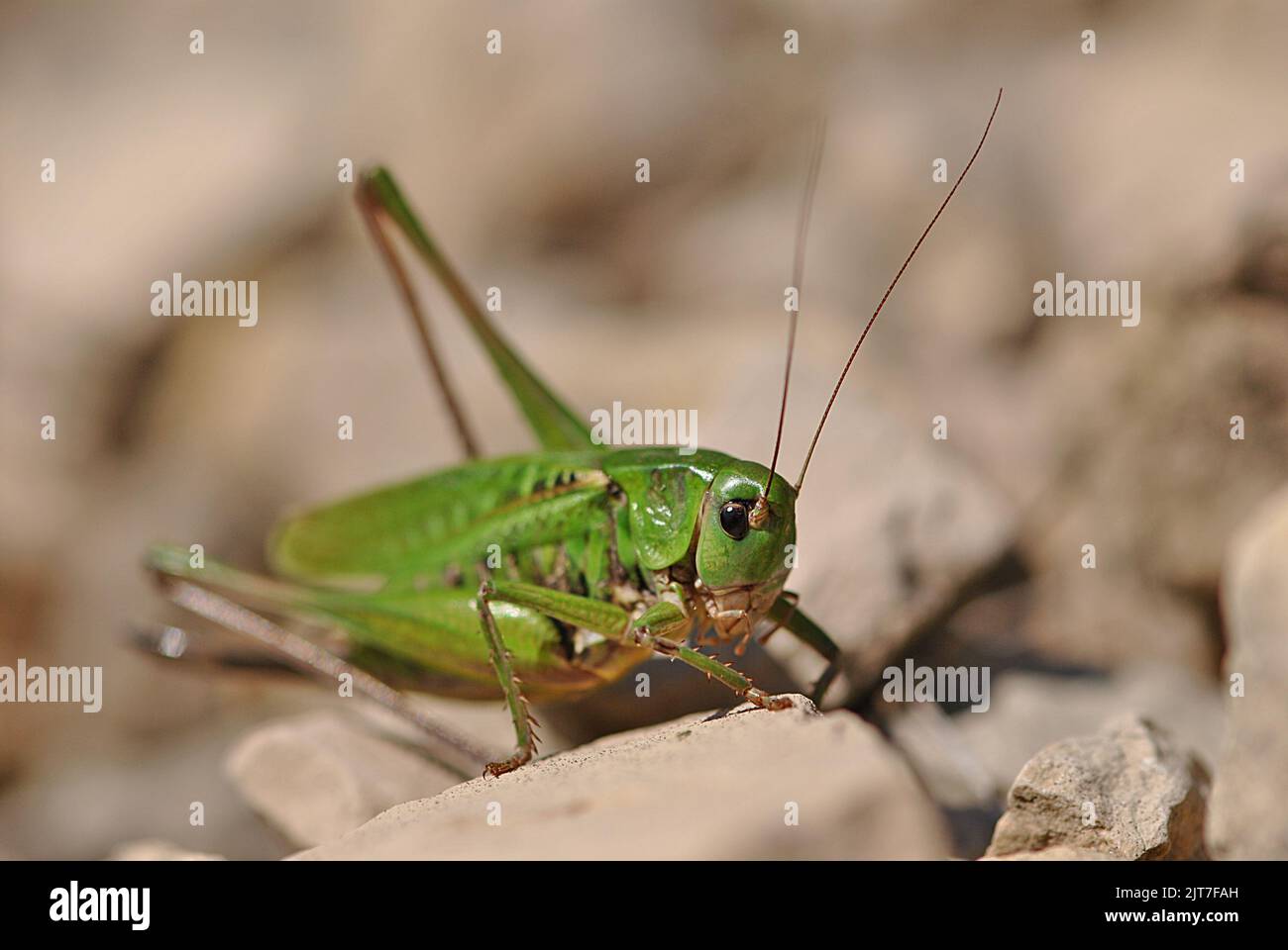 Un gros plan d'une charmante sauterelle verte debout sur une pierre isolée sur un arrière-plan flou Banque D'Images
