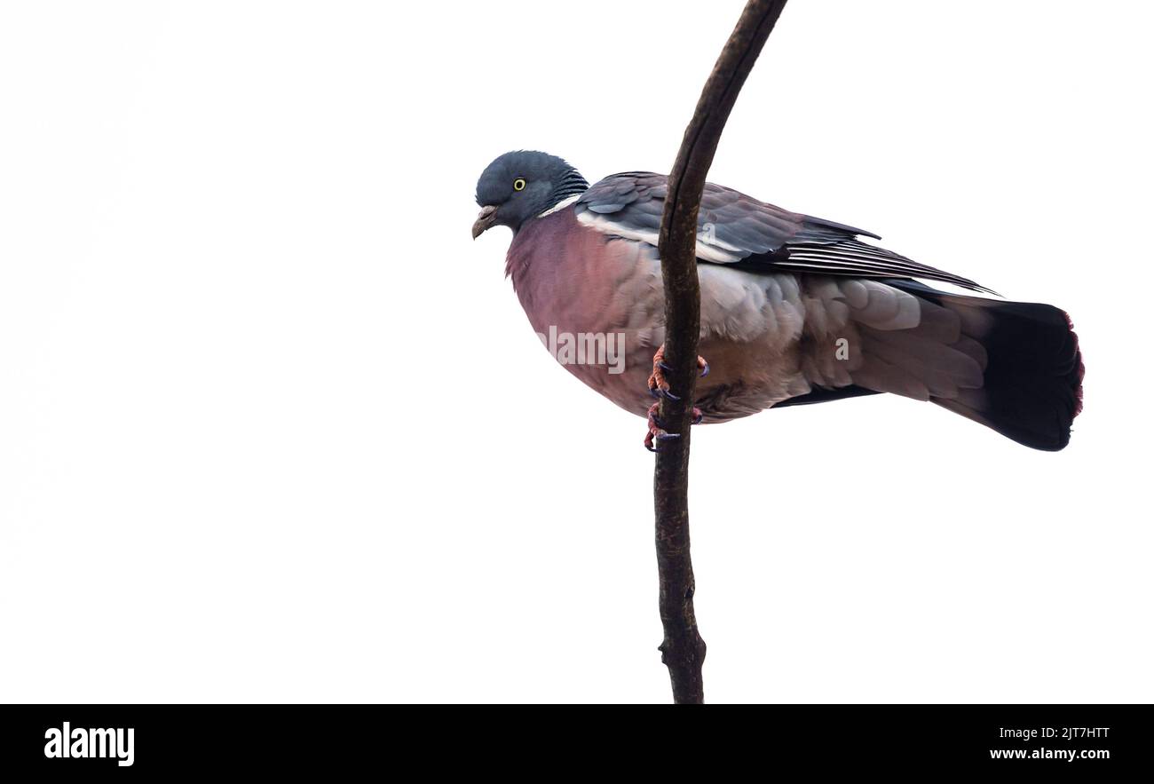 Un pigeon assis sur une branche, regardant vers le bas, minimal, clé élevée, fond blanc, espace négatif, espace de texte Banque D'Images