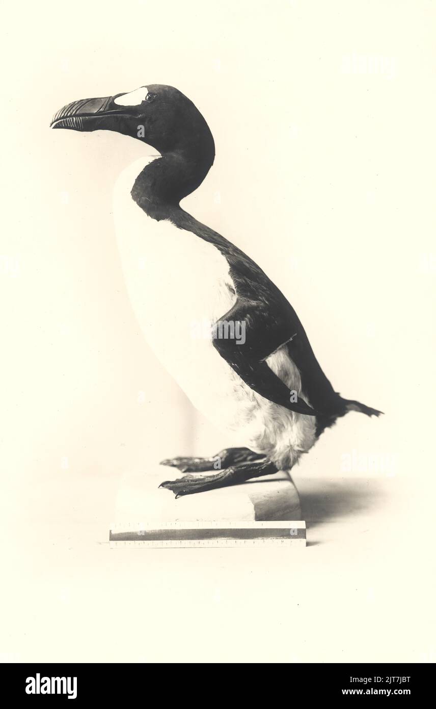 Grand auk, (Pinguinus impennis), également garechol, impression photo originale Banque D'Images