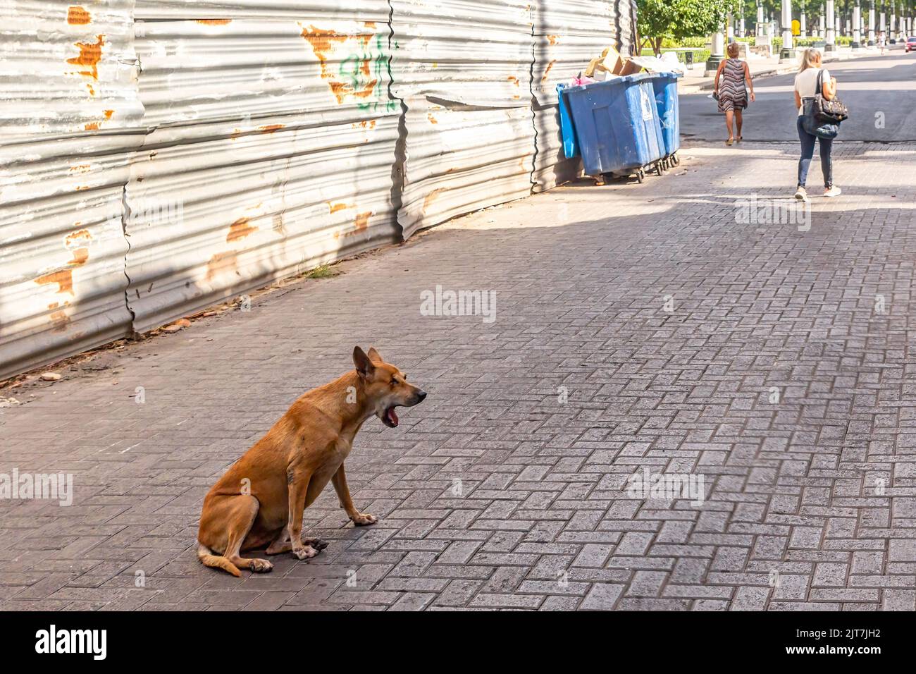 Un chien errant dans une rue pavée de la vieille Havane. Une clôture métallique à gauche indique un bâtiment qui risque de s'effondrer. Banque D'Images