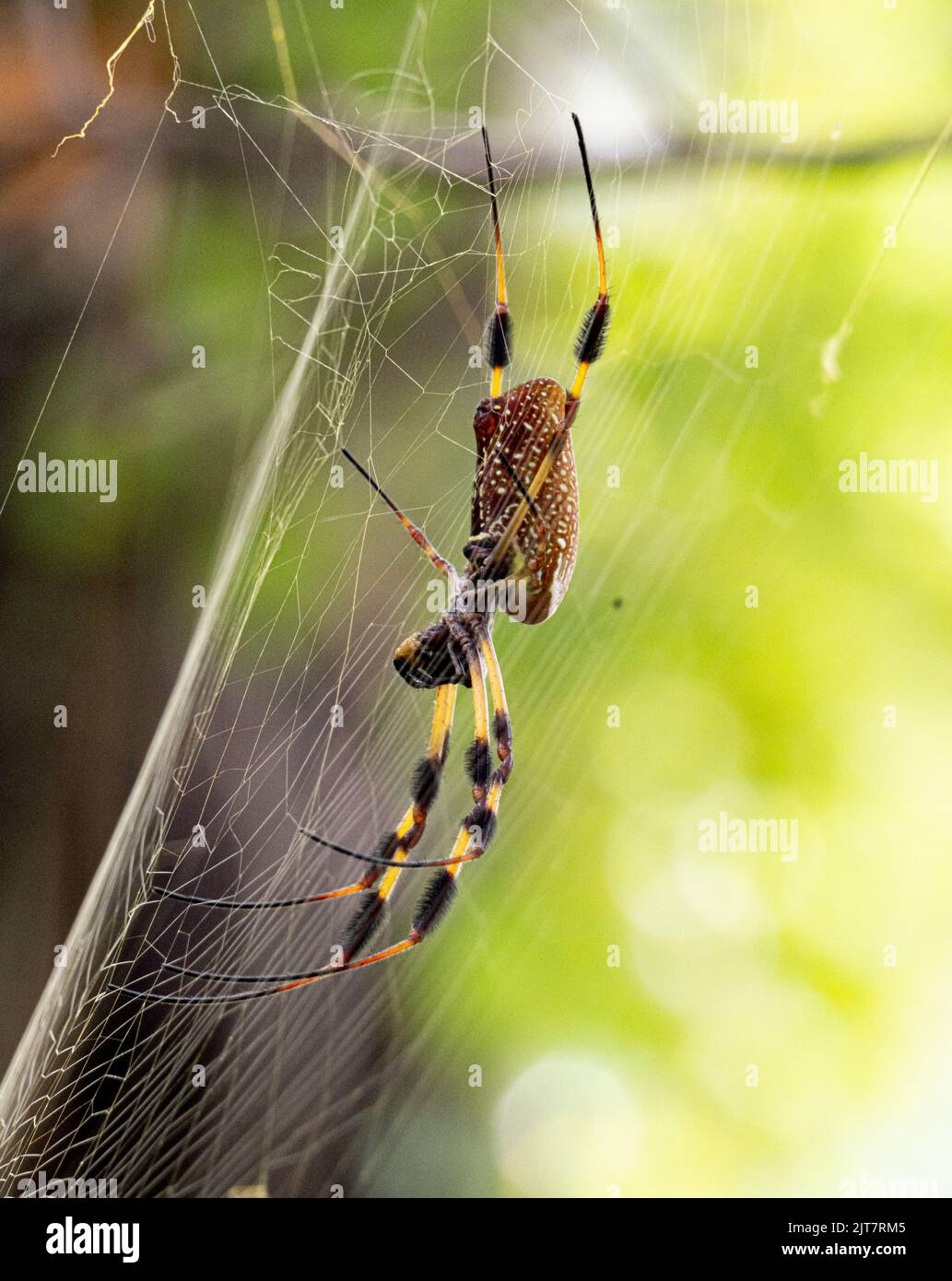 Un gros plan d'un araignée Joro une espèce envahissante qui s'étend à la Géorgie et à la Caroline du Sud Banque D'Images