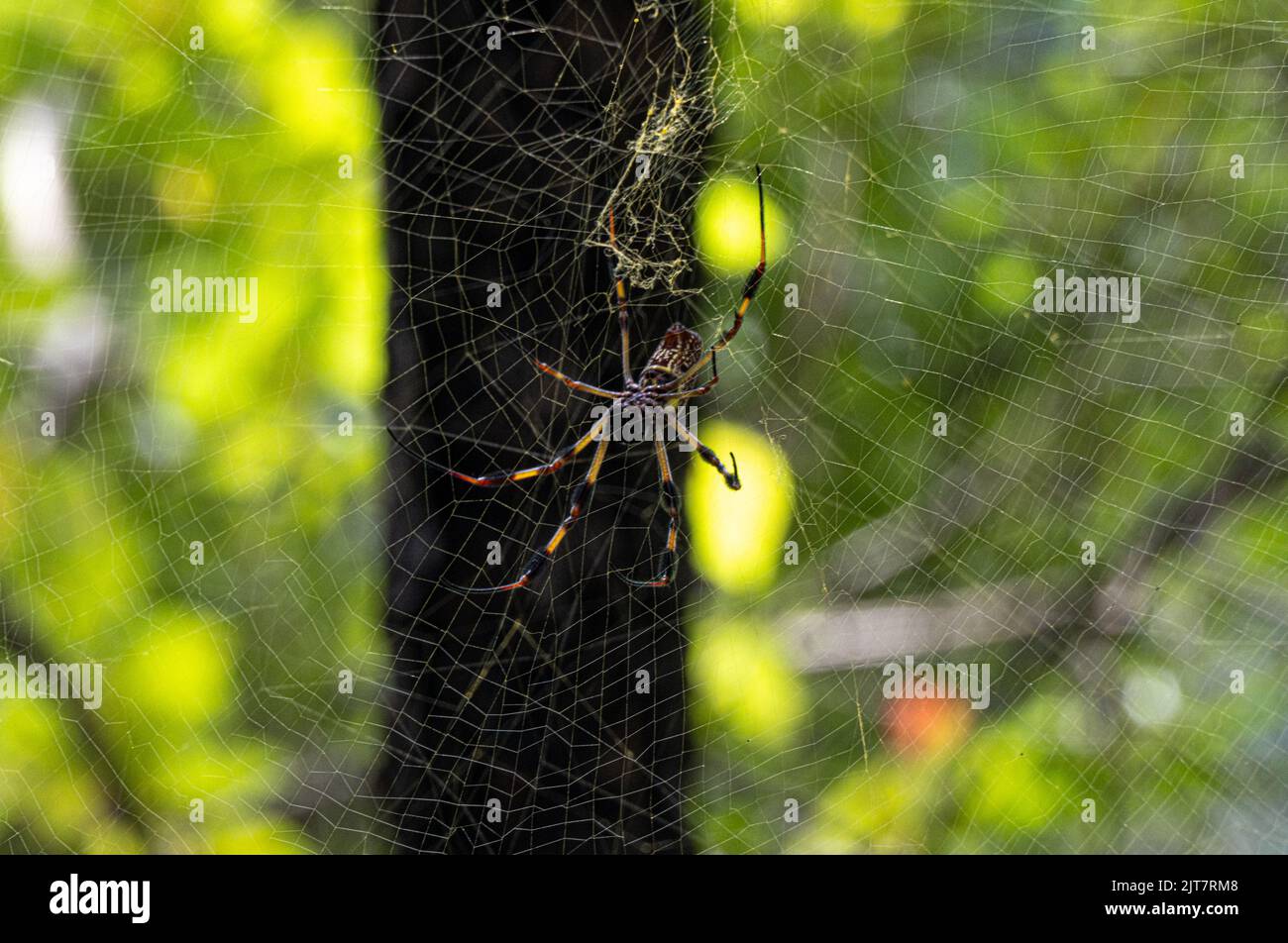 Un gros plan d'un araignée Joro une espèce envahissante qui s'étend à la Géorgie et à la Caroline du Sud Banque D'Images