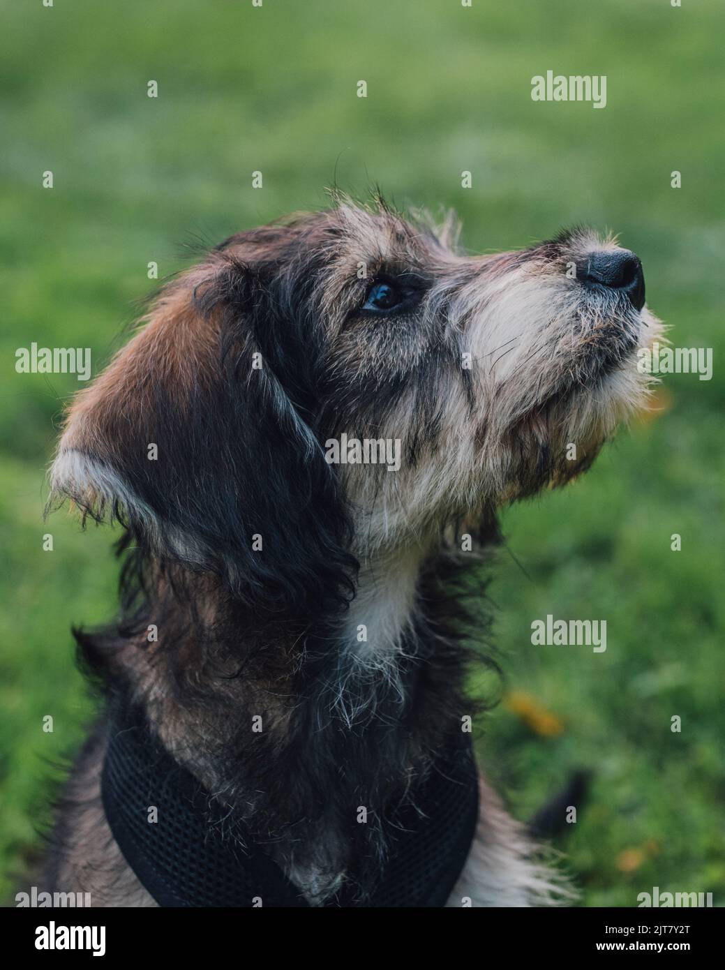 profil de portait de chien de chiot dans le parc d'herbe Banque D'Images