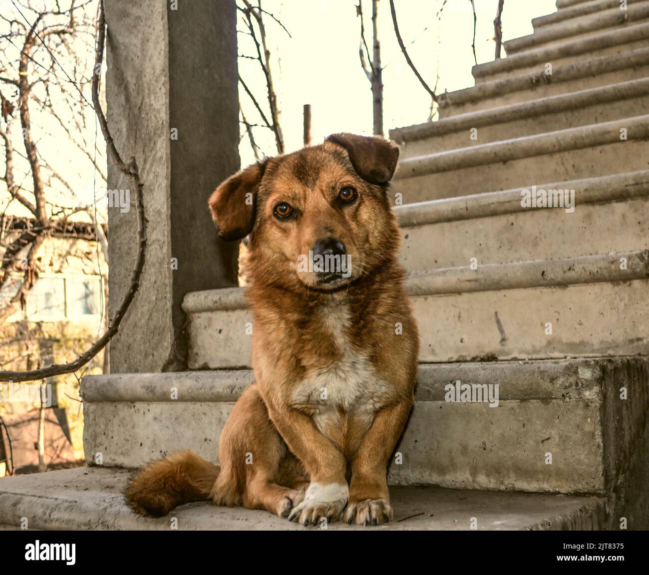 Un chien mâle à poil rouge de petite taille, avec des oreilles couchées, une construction dense, avec des yeux expressifs, est assis sur un escalier en béton de fer dans le jardin. Banque D'Images