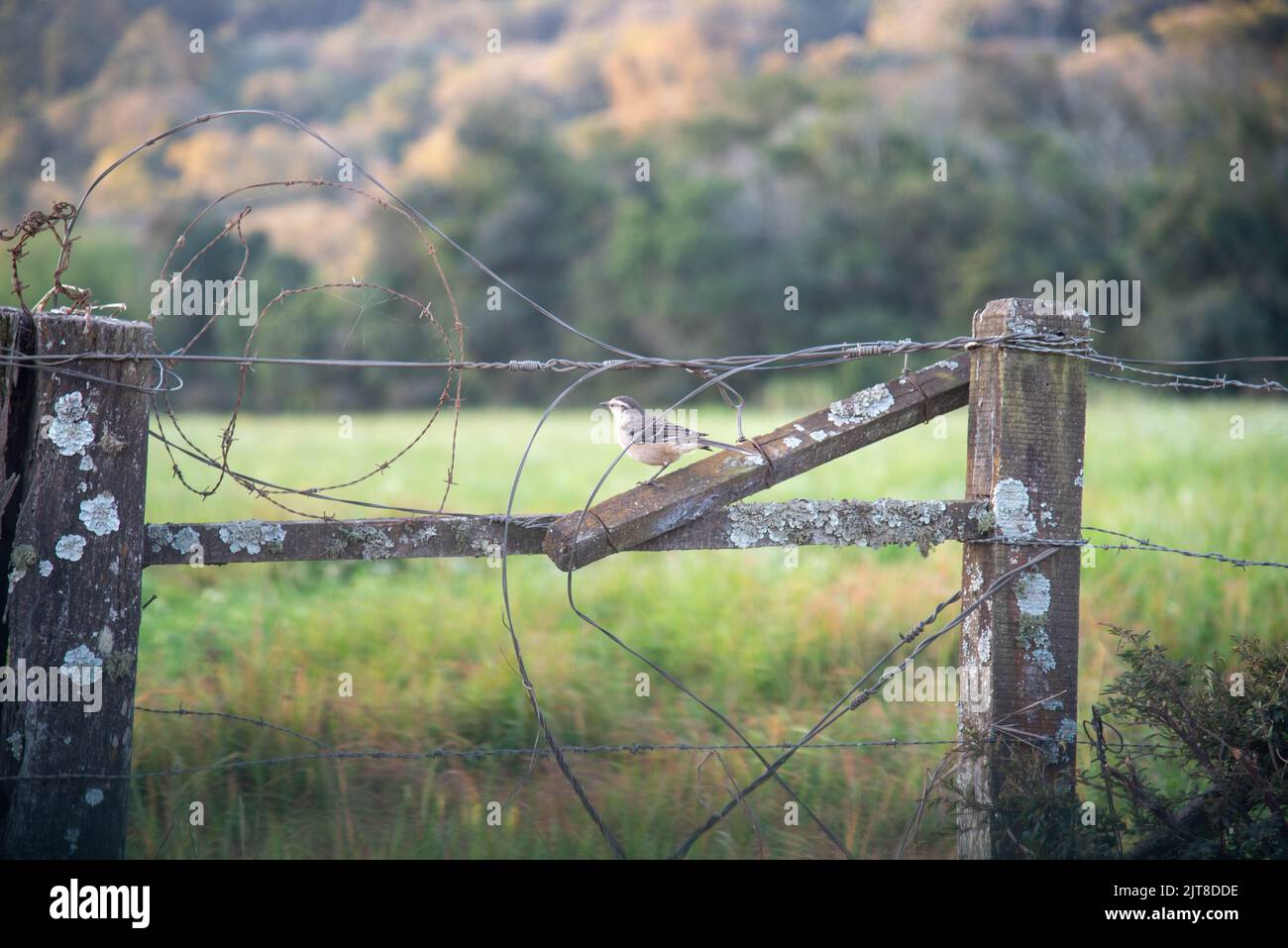 Sabiá-da-praia (Mimus gilvus) perché sur une clôture de ferme. Oiseau trouvé le long de la côte brésilienne, de Rio de Janeiro au nord et aussi dans le Caribbea Banque D'Images