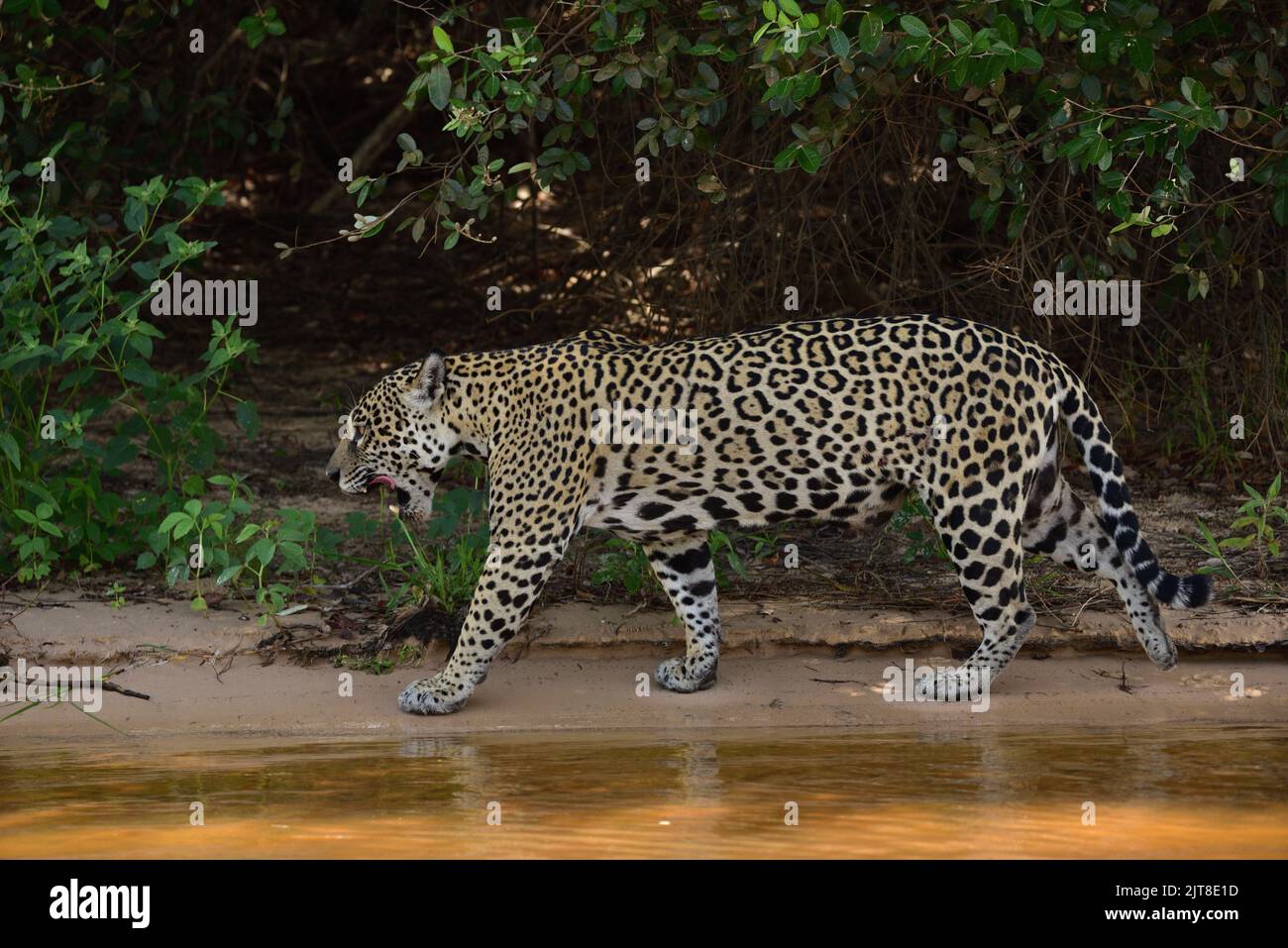 Panthera - Onça Pintada Banque D'Images