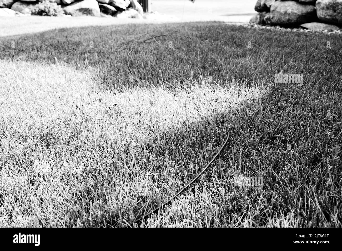 Câble à fibre optique posé dans l'herbe prêt à être installé dans une maison résidentielle. Banque D'Images