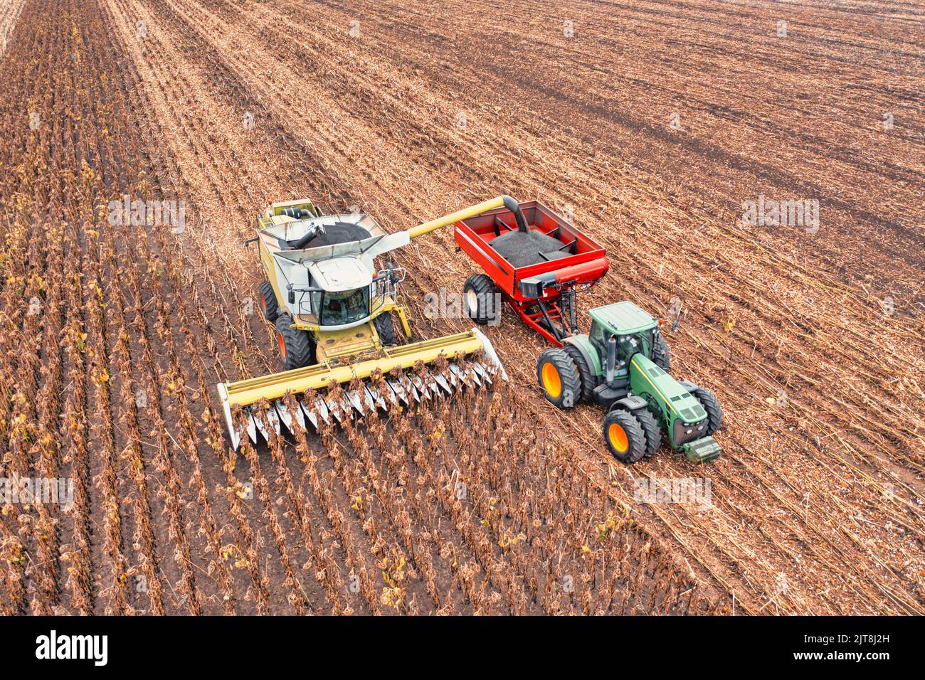 Une moissonneuse-batteuse dans un champ de tournesol expédie une récolte de graines de tournesol. Sur la remorque rouge du tracteur. Banque D'Images