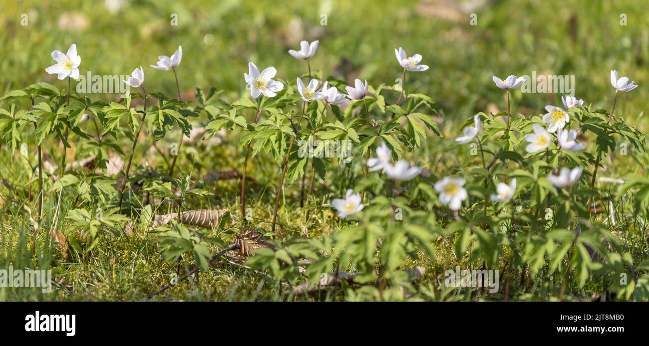 Fleurs simples d'anémone de bois sur Spring Meadow Banque D'Images