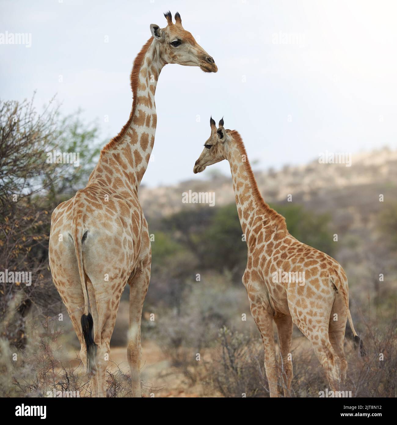 Où sont les choses sauvages. Deux girafes debout dans leur habitat naturel. Banque D'Images