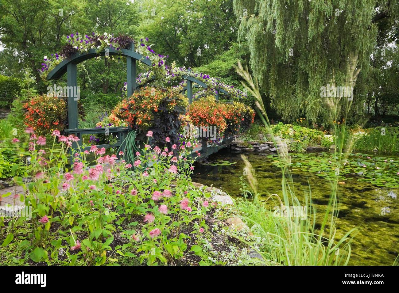 Passerelle en bois décorée de pétunias blancs et violets et paniers suspendus de Solenostemon rouge - Coleus et d'autres fleurs annuelles colorées en été. Banque D'Images