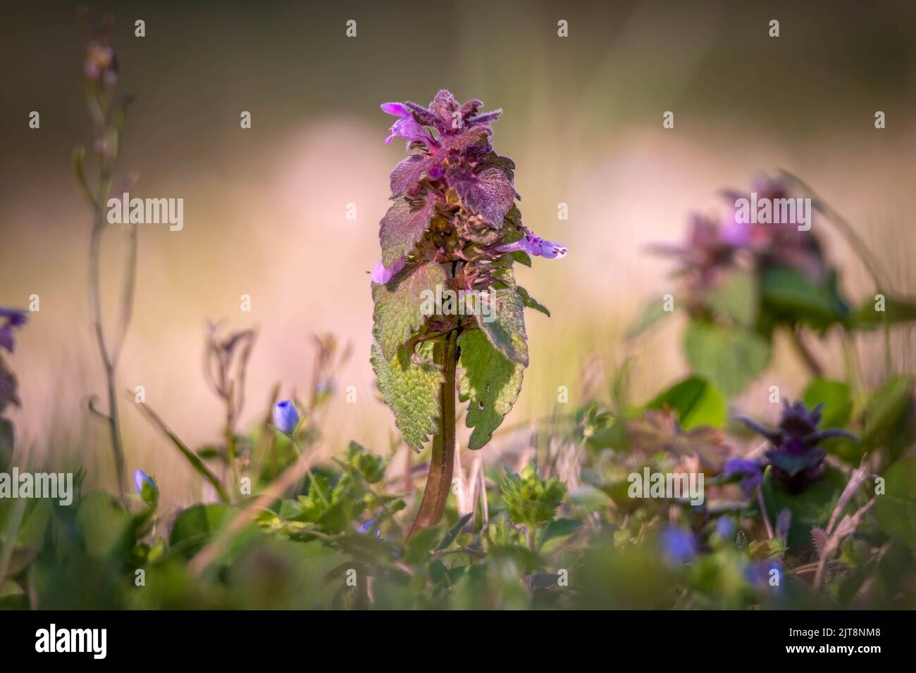 Gros plan d'une ortie rouge (Lamium purpuremum) qui domine la crave dans la cour. Raleigh, Caroline du Nord. Banque D'Images