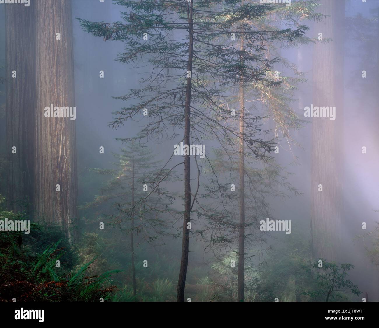 Brouillard côtier, séquoias, parcs nationaux et nationaux de Redwood, comté de Del Norte, Californie Banque D'Images