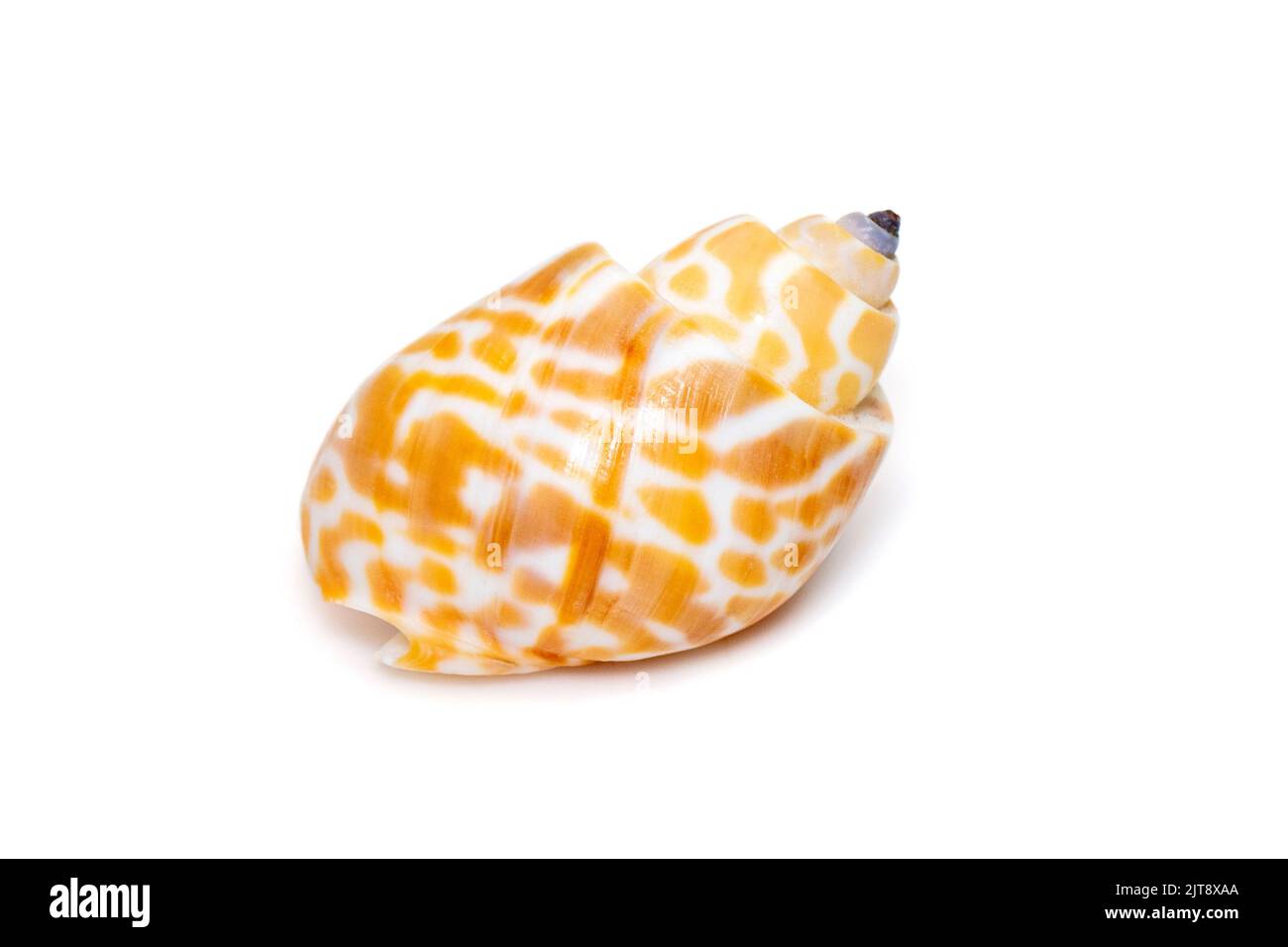 Image de babylonia spirata, nom commun la spirale Babylone, est une espèce d'escargot de mer, un mollusque de gastropodes marins, de la famille des Babyloniidae. Isoler Banque D'Images