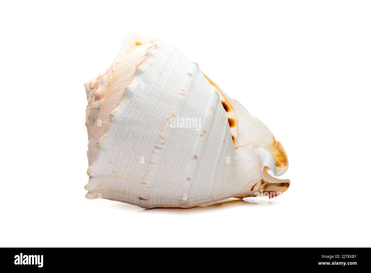 Image de coquillages en Helmet à cornes. (cassis cornuta) est une espèce d'escargot de mer très grand isolé sur fond blanc. Animaux sous-marins. Mer Shel Banque D'Images