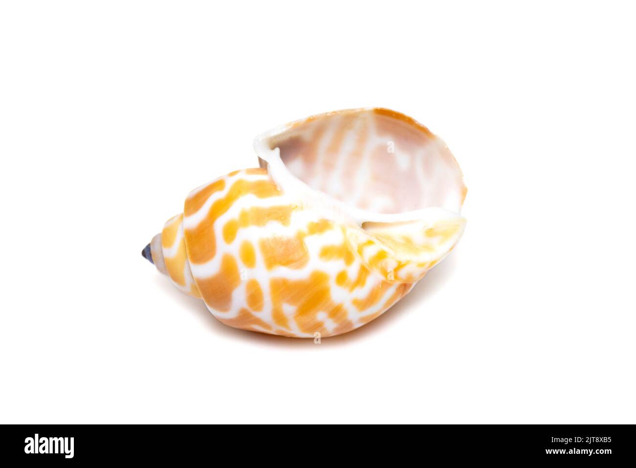 Image de babylonia spirata, nom commun la spirale Babylone, est une espèce d'escargot de mer, un mollusque de gastropodes marins, de la famille des Babyloniidae. Isoler Banque D'Images