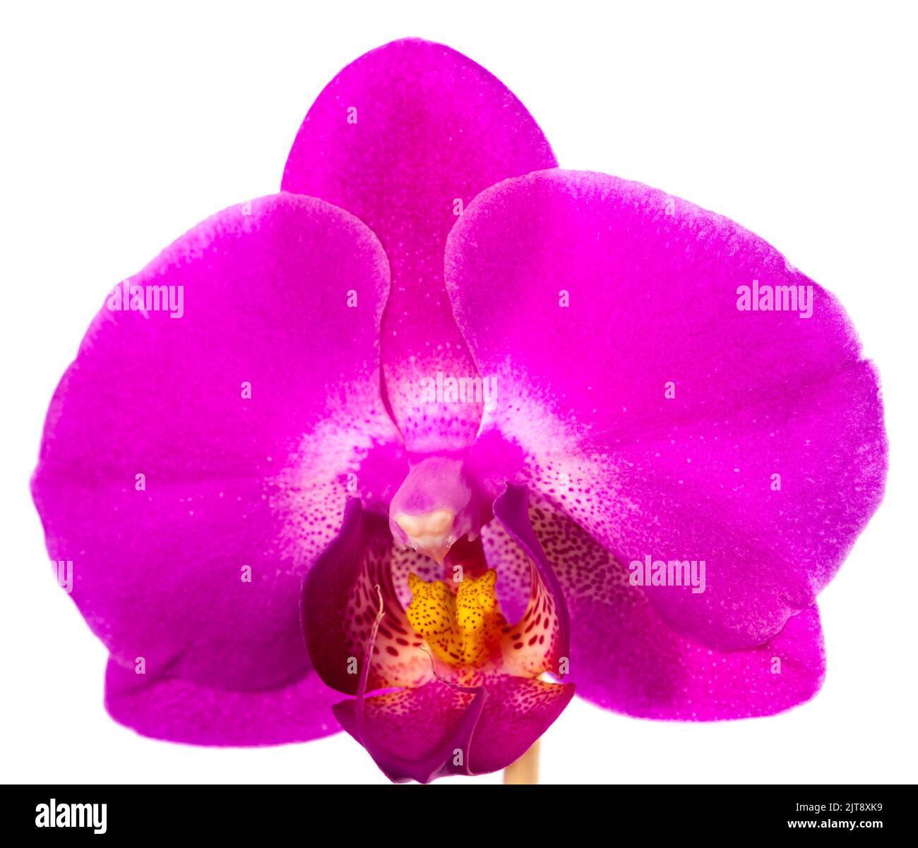 Orchidée, Brudorkidé (Phalaenopsis amabilis) Banque D'Images