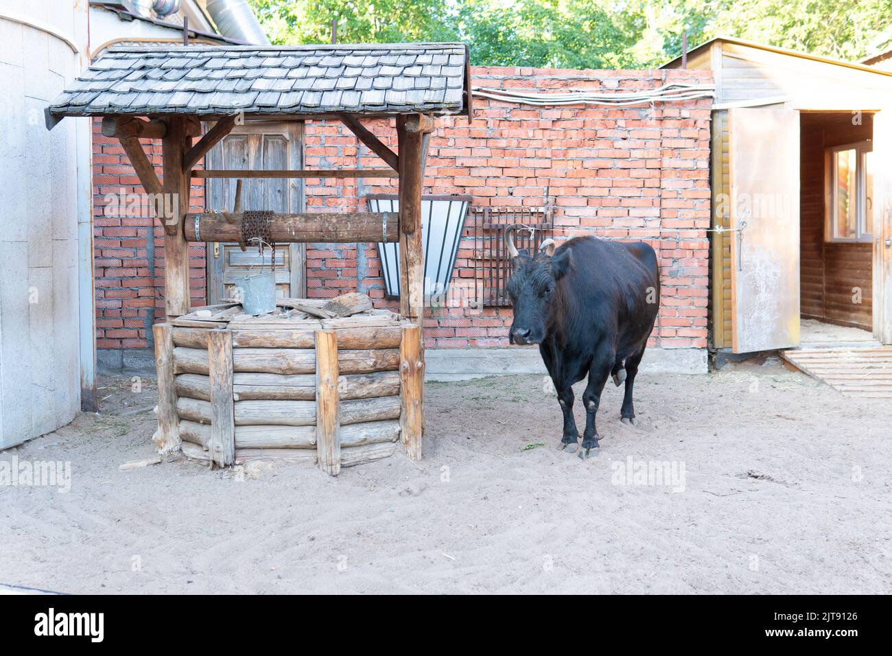 Ferme animale de vache mammifère bétail noir bétail agriculture domestique, de l'agriculture blanche de l'extérieur de bovins sauvages, pâturage de corne. P noir sauvage Banque D'Images