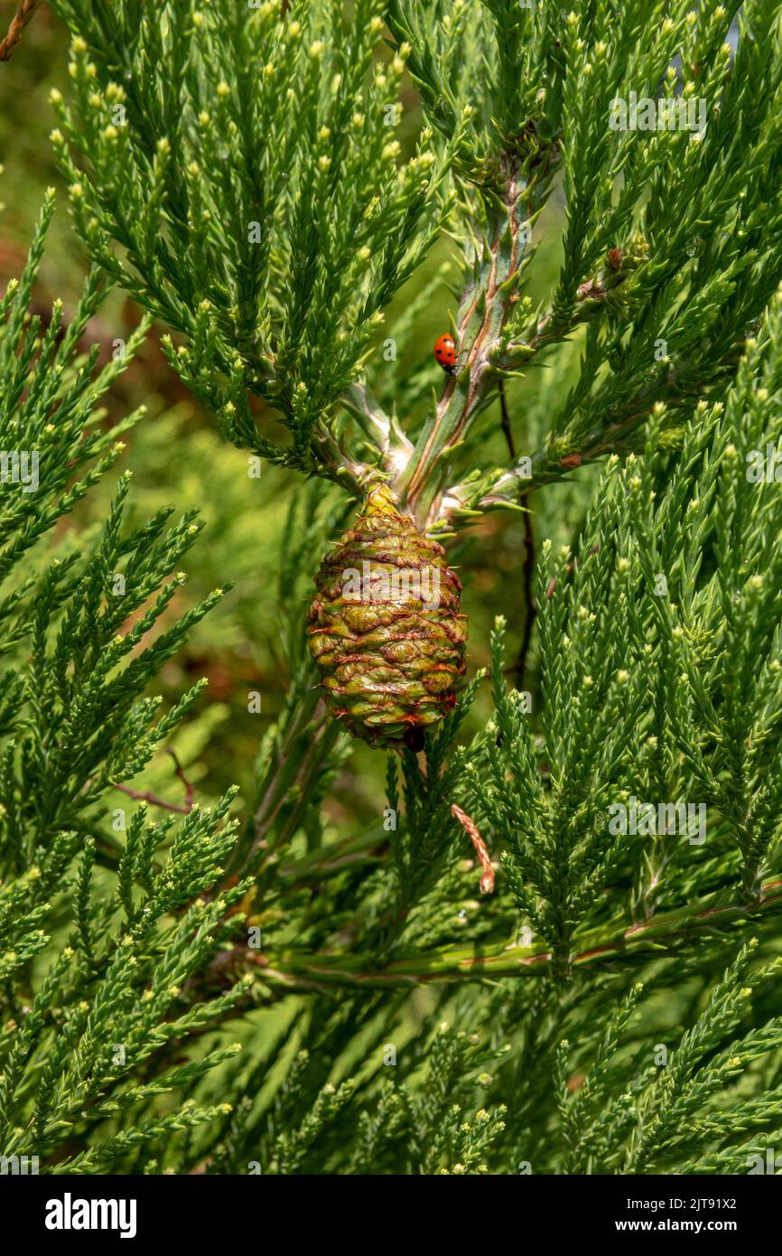 Feuilles géantes de séquoia vert et un cône avec coccinelle. Aiguilles de séquoiadendron giganteum ou de séquoia Sierra. Gros plan. Détails. Banque D'Images