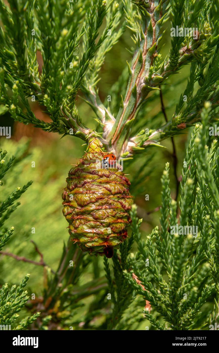 Feuilles géantes de séquoia vert et un cône avec coccinelle. Aiguilles de séquoiadendron giganteum ou de séquoia Sierra. Gros plan. Détails. Banque D'Images
