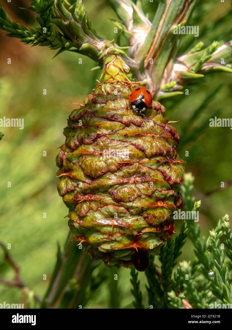 Feuilles géantes de séquoia vert et un cône avec coccinelle. Aiguilles de séquoiadendron giganteum ou de séquoia Sierra. Gros plan. Détails. Banque D'Images