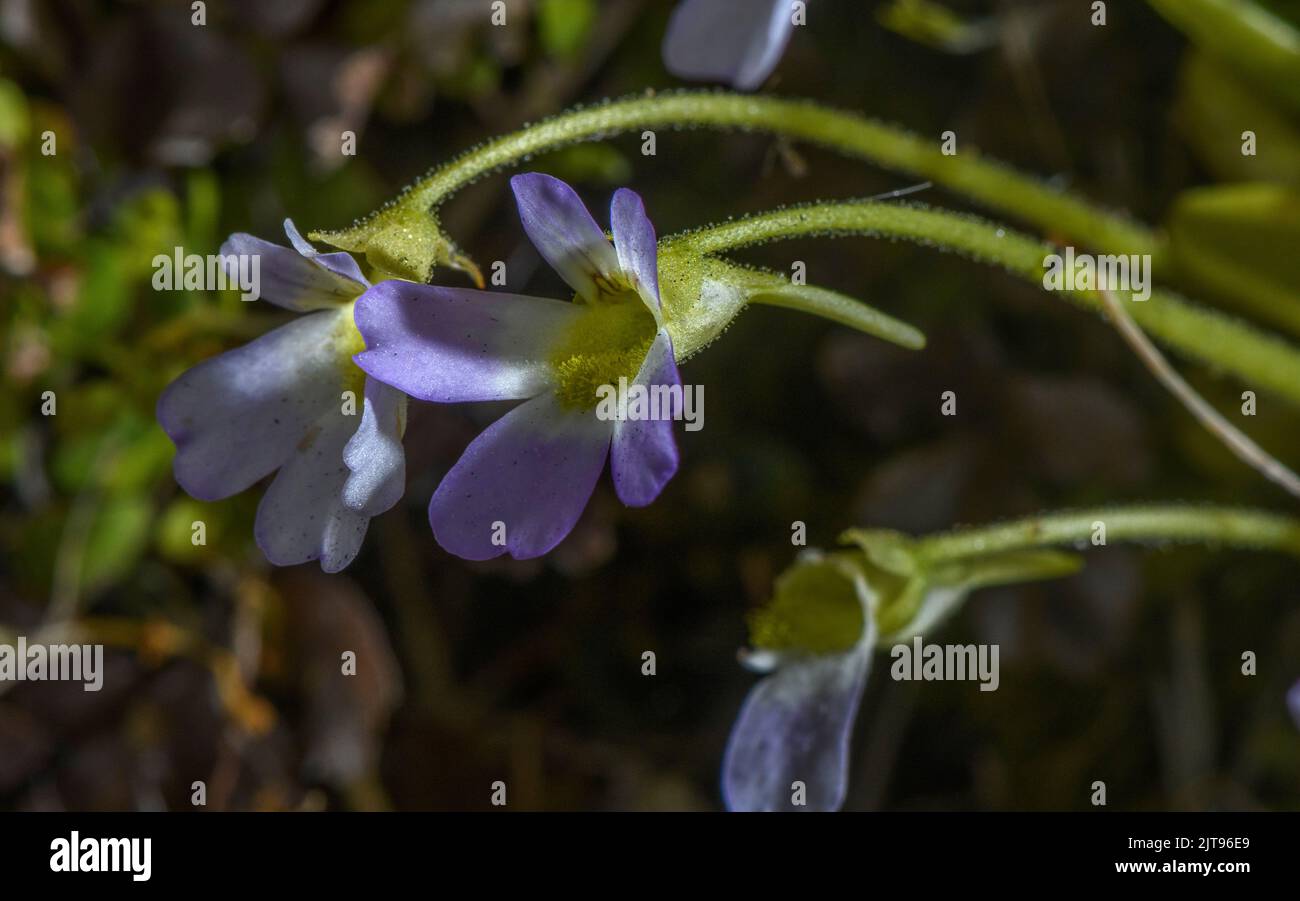 A Butterwort, Pinguicula hirtiflora, en fleur au printemps calcaire, vallée de Roya, France. Banque D'Images