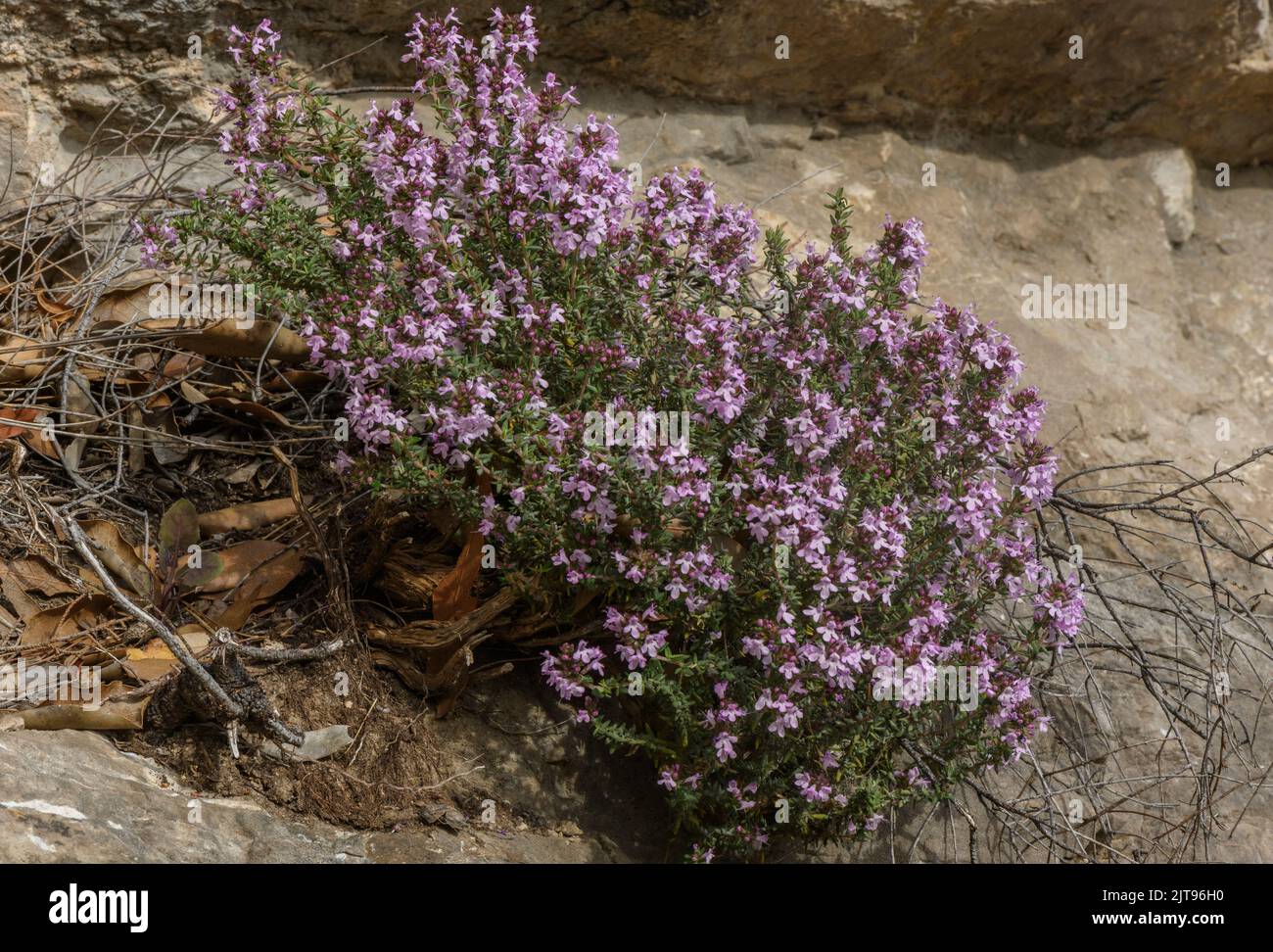 Thym commun, Thymus vulgaris, en fleur au printemps, Provence. Banque D'Images