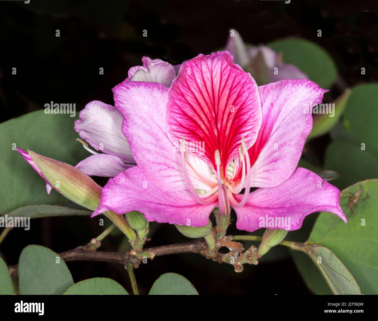 Spectaculaire fleur rose parfumée et feuilles vertes de Bauhinia variegata, arbre à orchidées décidues, sur fond sombre, en Australie Banque D'Images