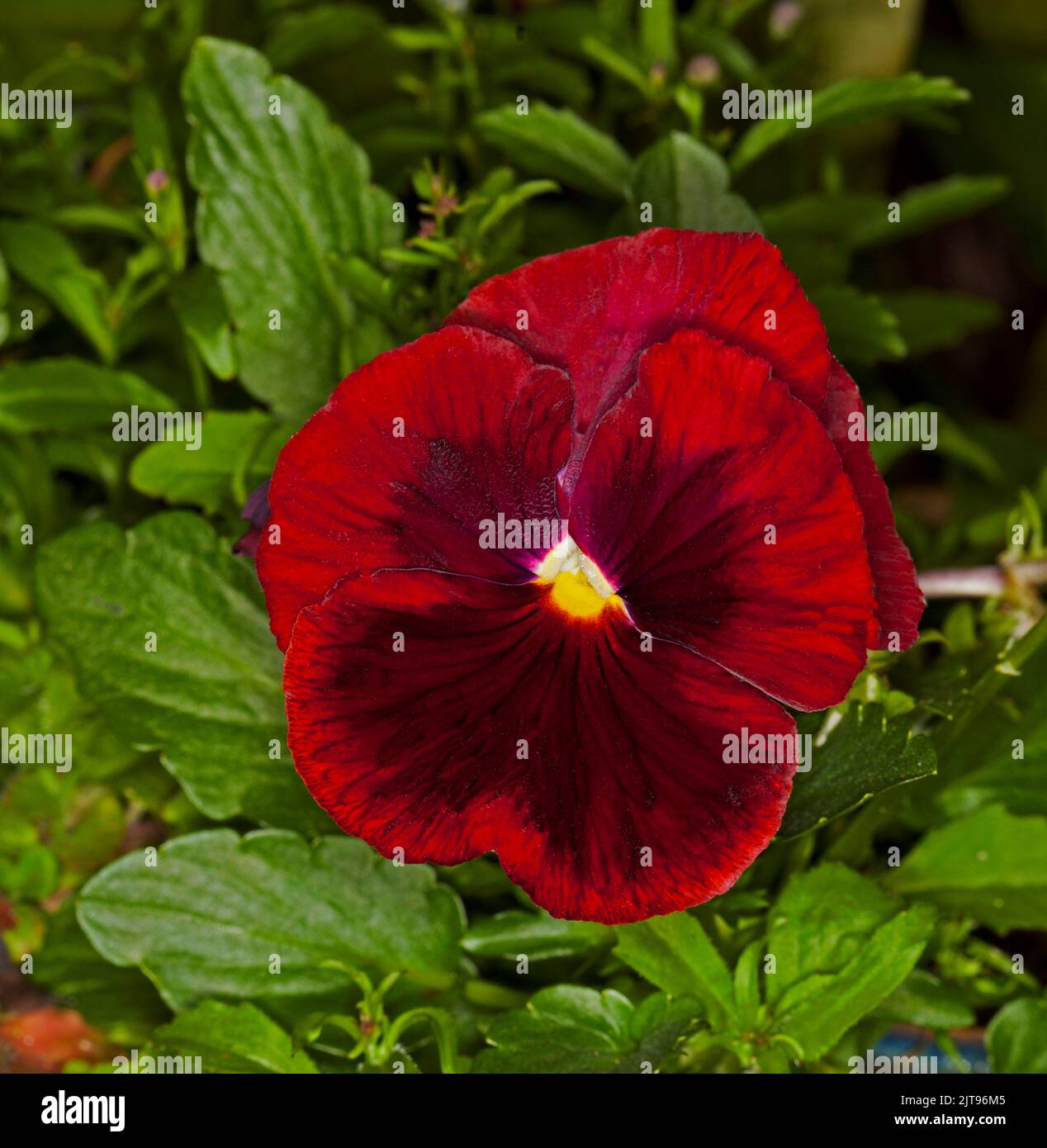 Magnifique grande fleur rouge foncé de Pansy, une floraison annuelle, sur fond de feuilles vertes émeraude Banque D'Images