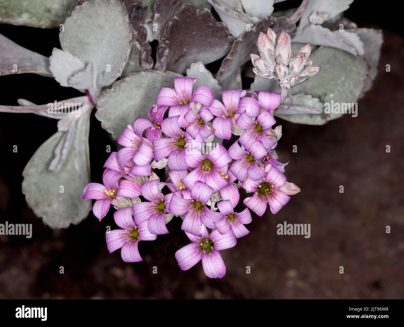 Groupe de fleurs rose pâle de plante succulente tolérante à la sécheresse Kalanchoe pumila 'Quick Silver' avec des feuilles gris argenté sur fond sombre Banque D'Images