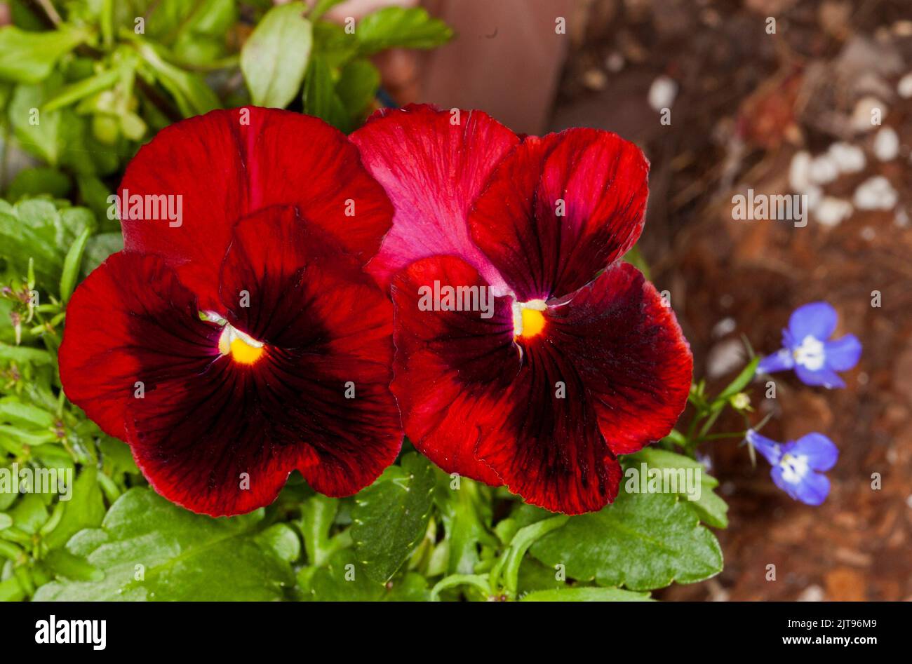 Superbes grandes fleurs rouges sombres de Pansy, une floraison annuelle, sur fond de feuilles vertes émeraude Banque D'Images