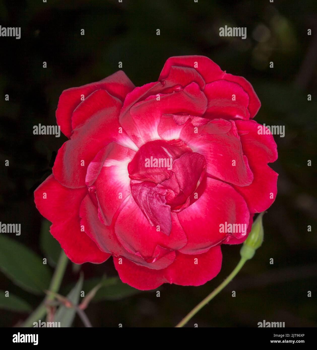 Spectaculaire fleur rouge vif parfumée d'une rose, avec une teinte blanche au centre des pétales, sur fond sombre, en Australie Banque D'Images