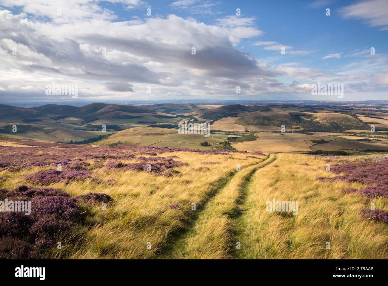 Une journée de fin d'été dans les collines au-dessus de College Valley dans le nord de Northumberland, près du sentier de St Cuthbert, avec la bruyère pourpre par une journée ensoleillée. Banque D'Images