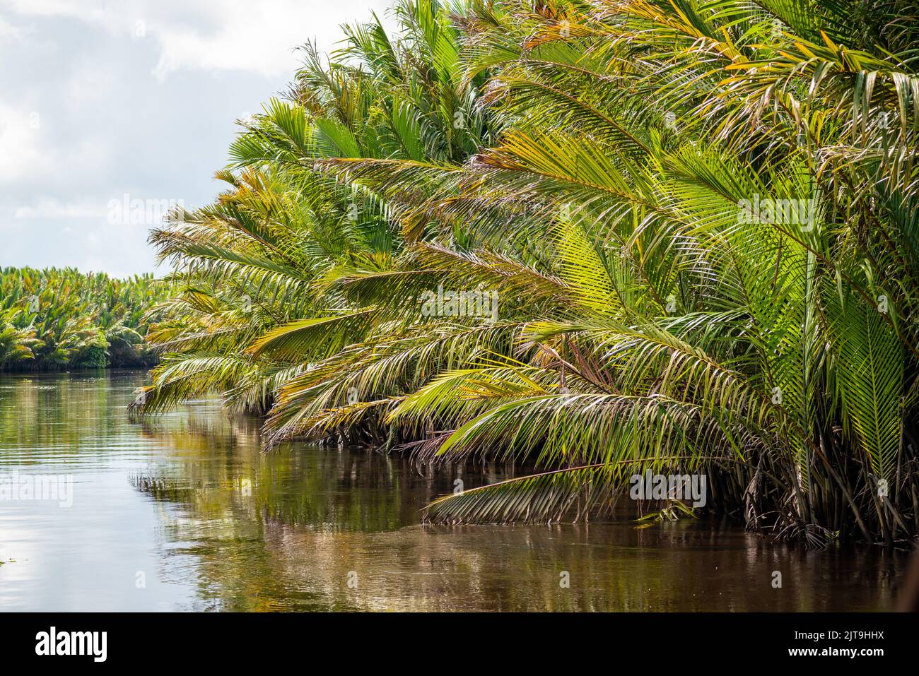 Jungle rivière à Bornéo. Parc national de Tanjung Puting, Indonésie Banque D'Images
