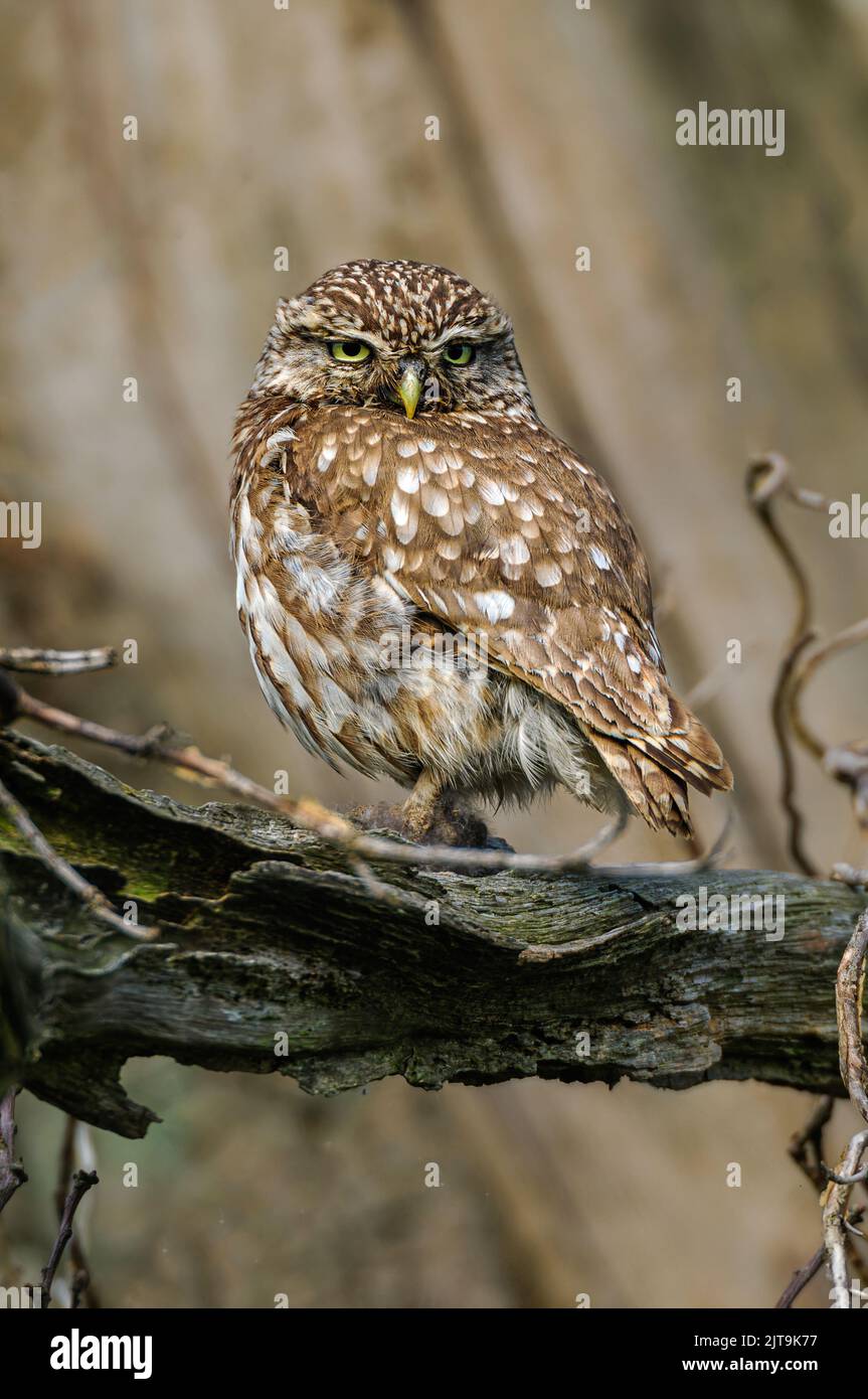Little Owl(Athene noctua) perchée sur un branchin mort Great Ryburgh, Fakenham, Norfolk. Banque D'Images