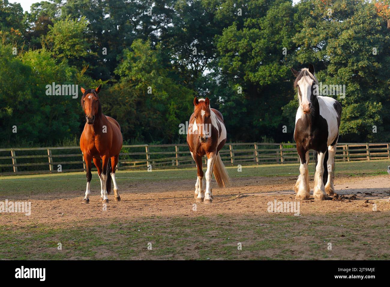 3 chevaux se trouvaient dans un champ à Swillington, Leeds Banque D'Images