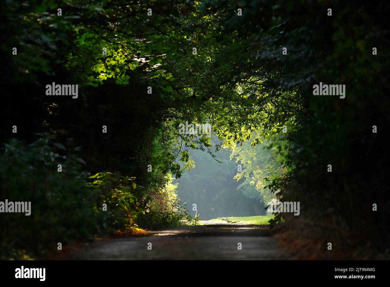 Une arcade naturelle rétro-éclairée sur une route privée à Swillington, Leeds, West Yorkshire, Royaume-Uni Banque D'Images
