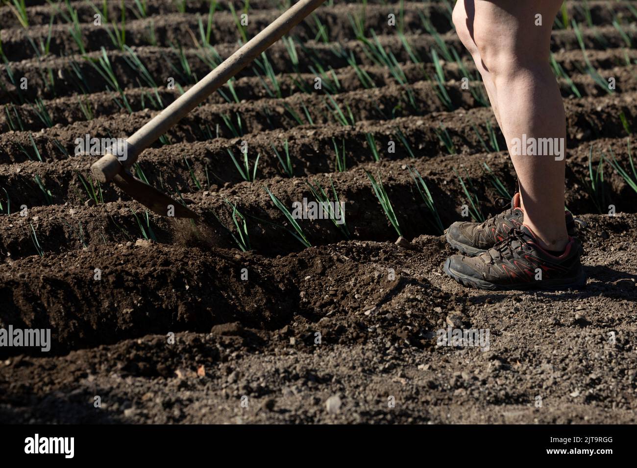homme caucasien qui se caroupe avec une plante de poireau dans son ...