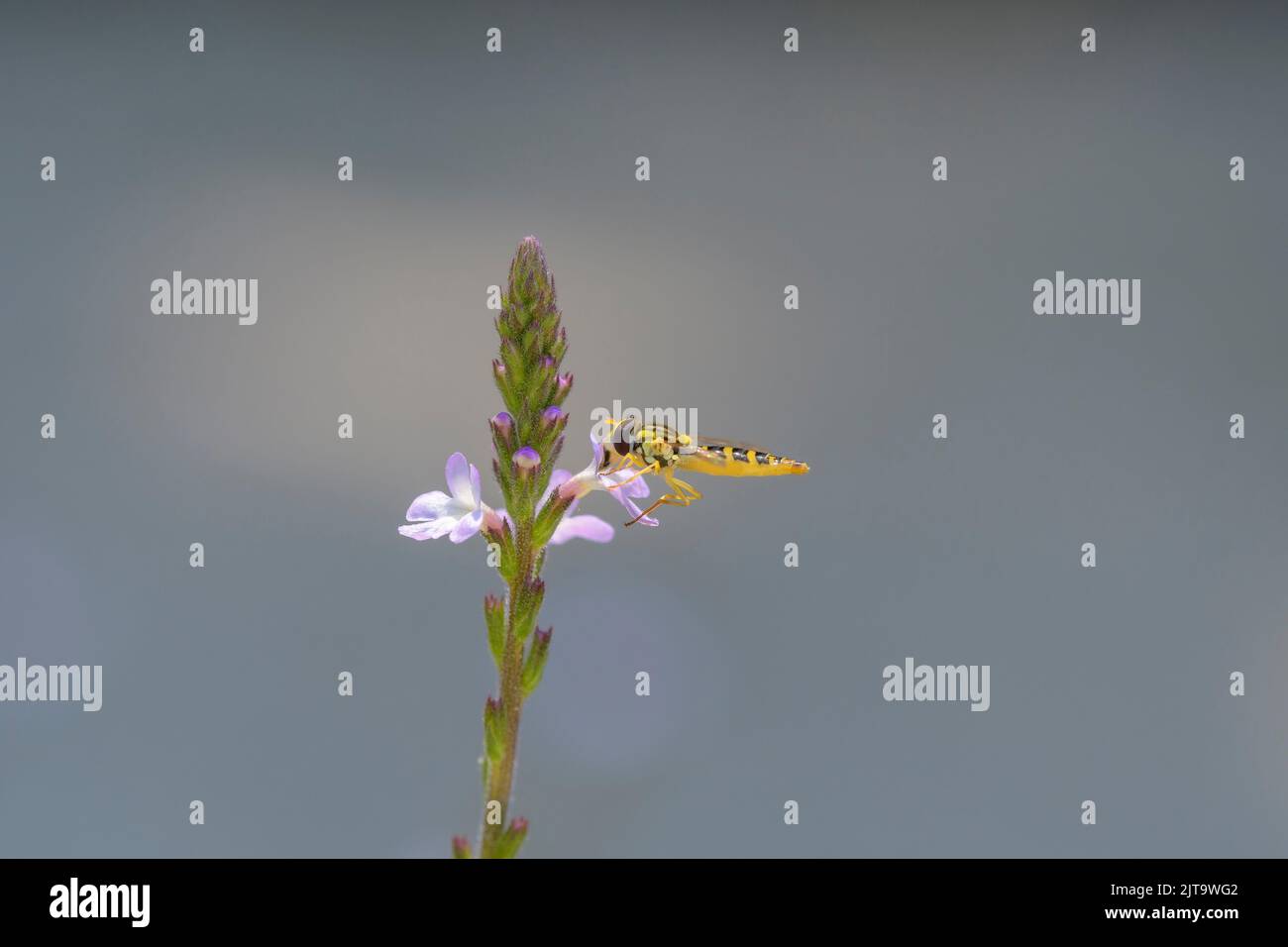 Long aéroglisseur - Sphaerophoria scripta sur une fleur de la verveine commune ou commune verbena - Verbena officinalis Banque D'Images