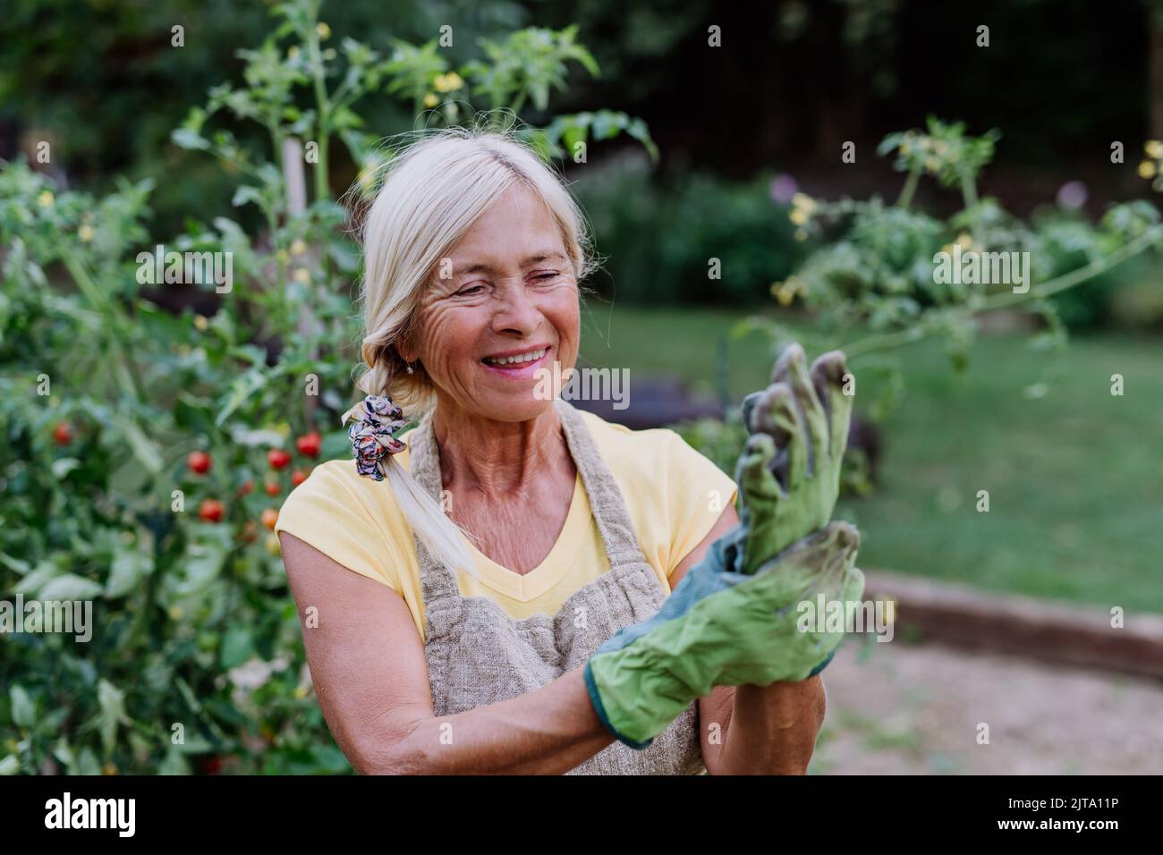 Une femme âgée met des gants de protection pour travailler dans le jardin autour des légumes Banque D'Images