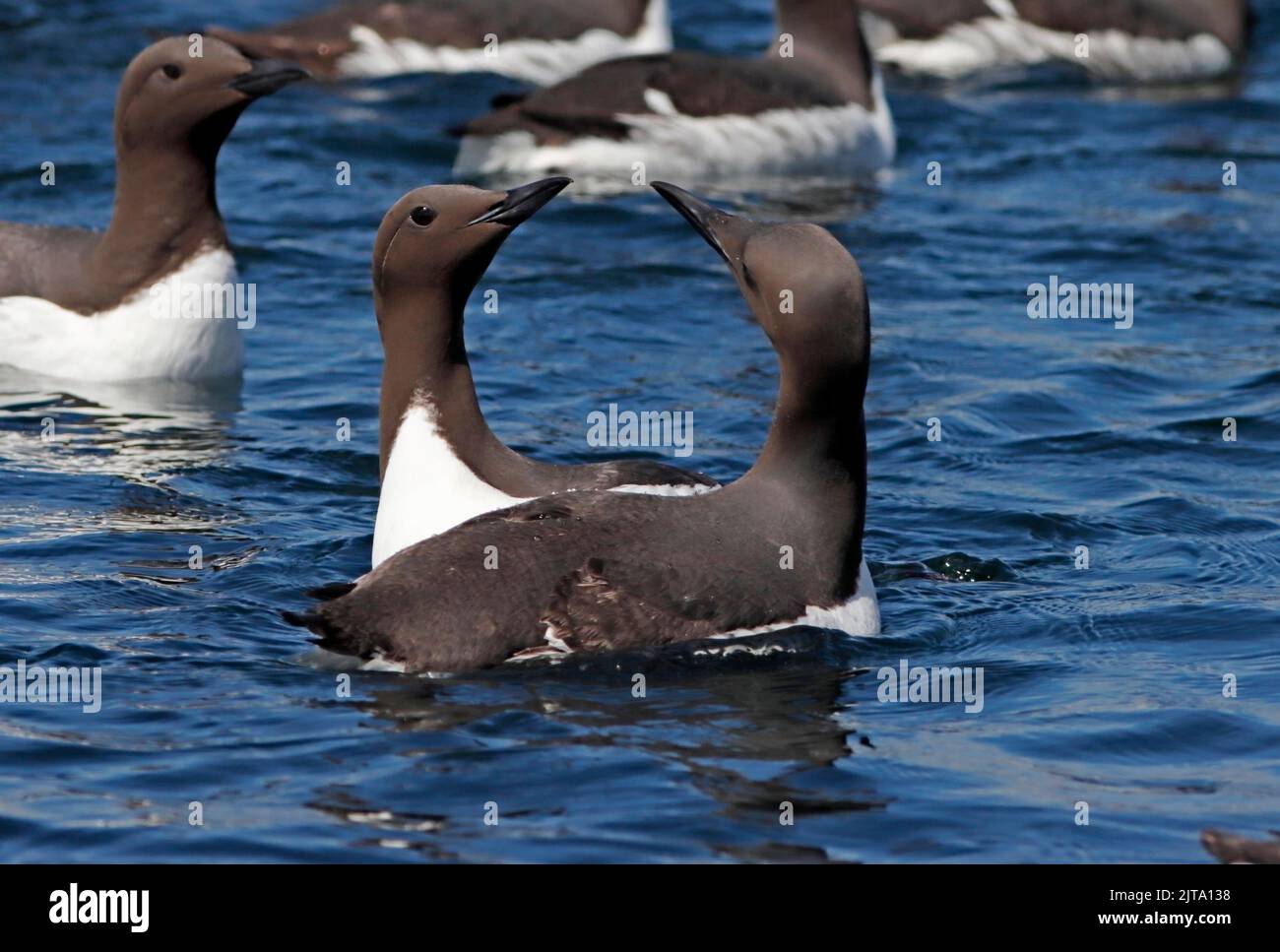GUILLEMOT paire en cercle dans le comportement de la cour, Royaume-Uni. Banque D'Images